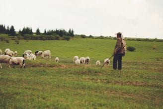 A shepherd stands with a herd of sheep in a vast, green field. The person is holding a stick and wearing a cap and jacket. The landscape is dotted with trees and wind turbines are visible in the distance.