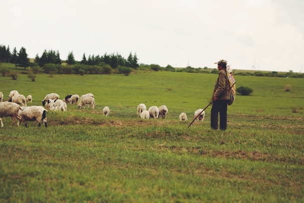 A shepherd stands with a herd of sheep in a vast, green field. The person is holding a stick and wearing a cap and jacket. The landscape is dotted with trees and wind turbines are visible in the distance.