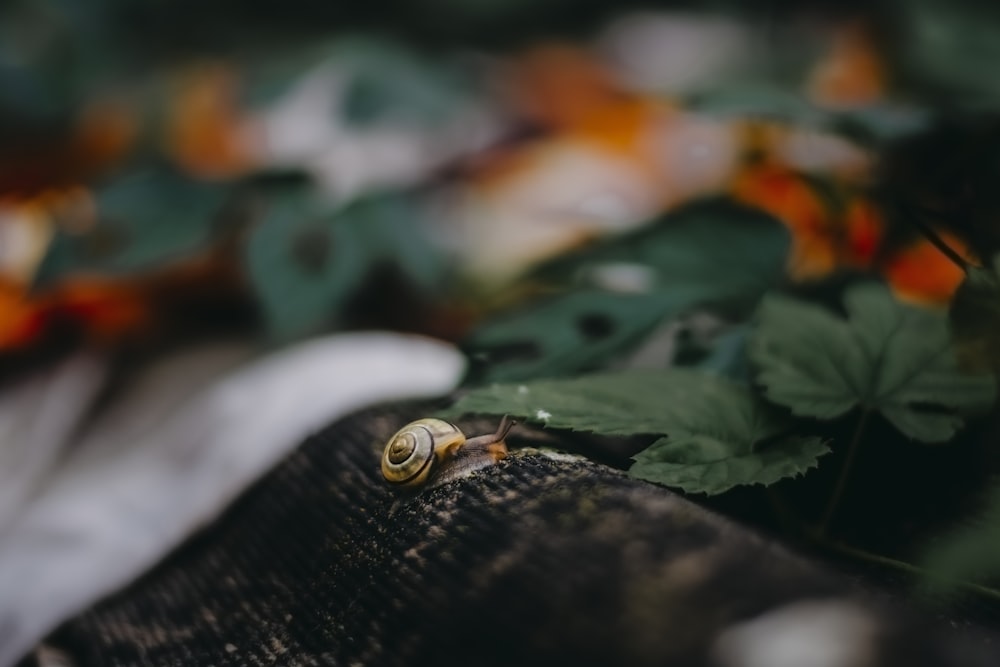 white and brown snail on green leaf