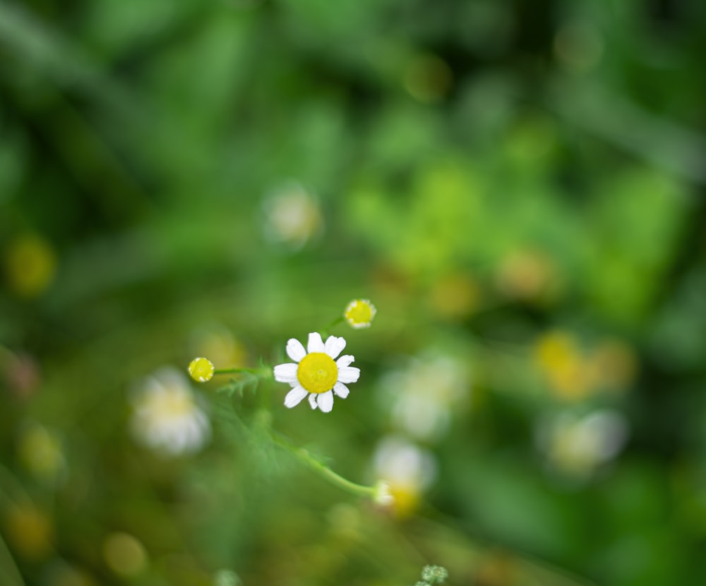 white flower with water droplets in tilt shift lens