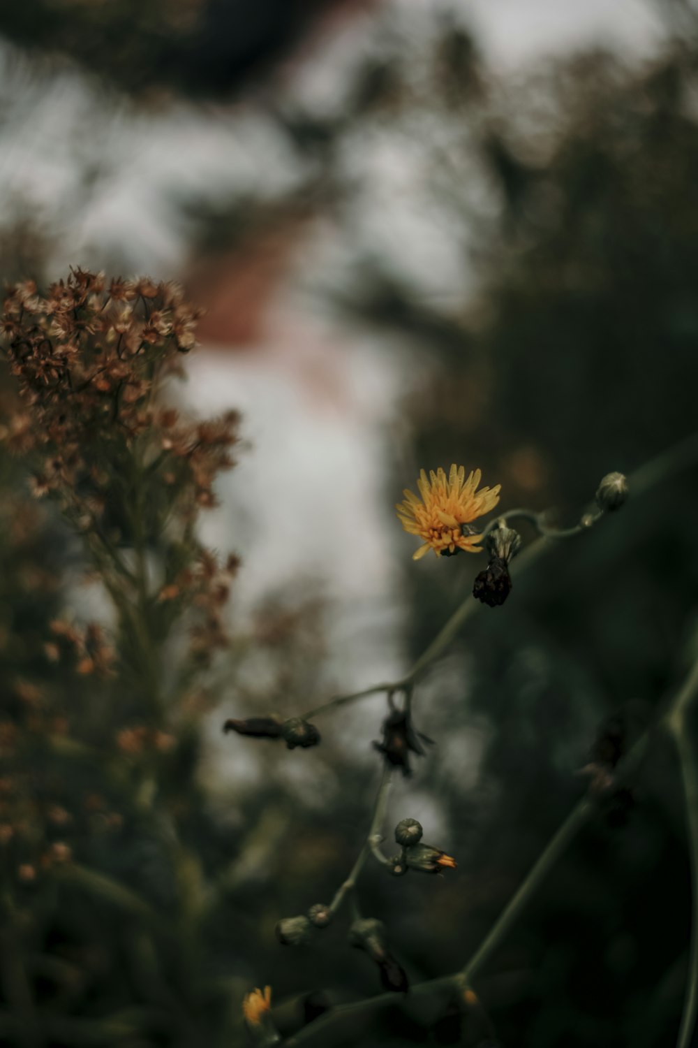 yellow flower in tilt shift lens