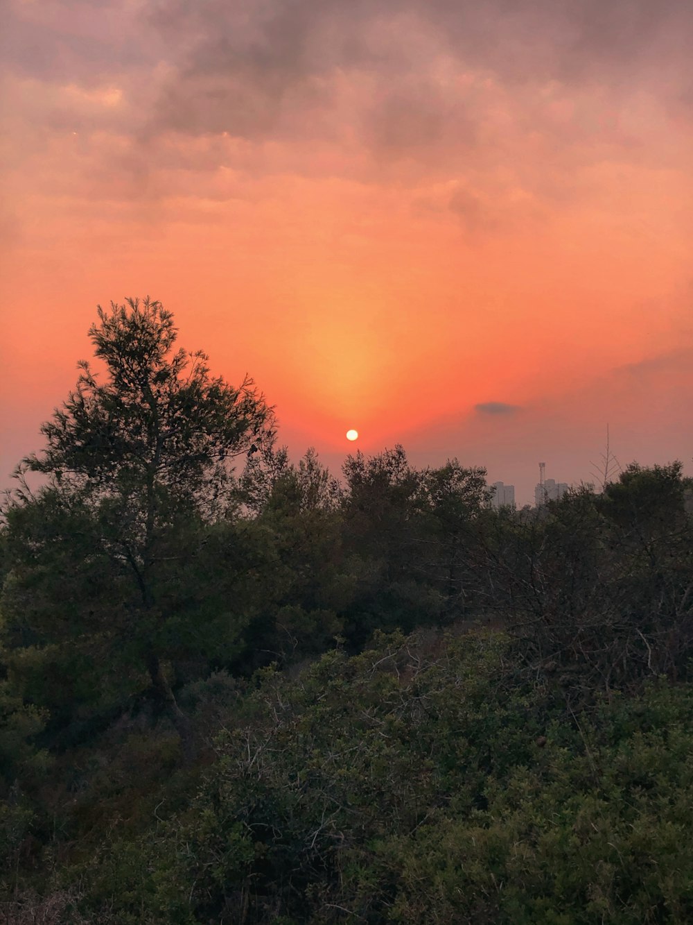 green trees under orange sky during sunset