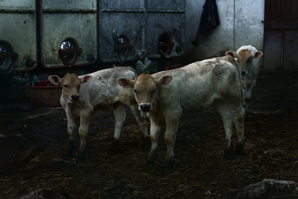 white and brown cow on brown soil