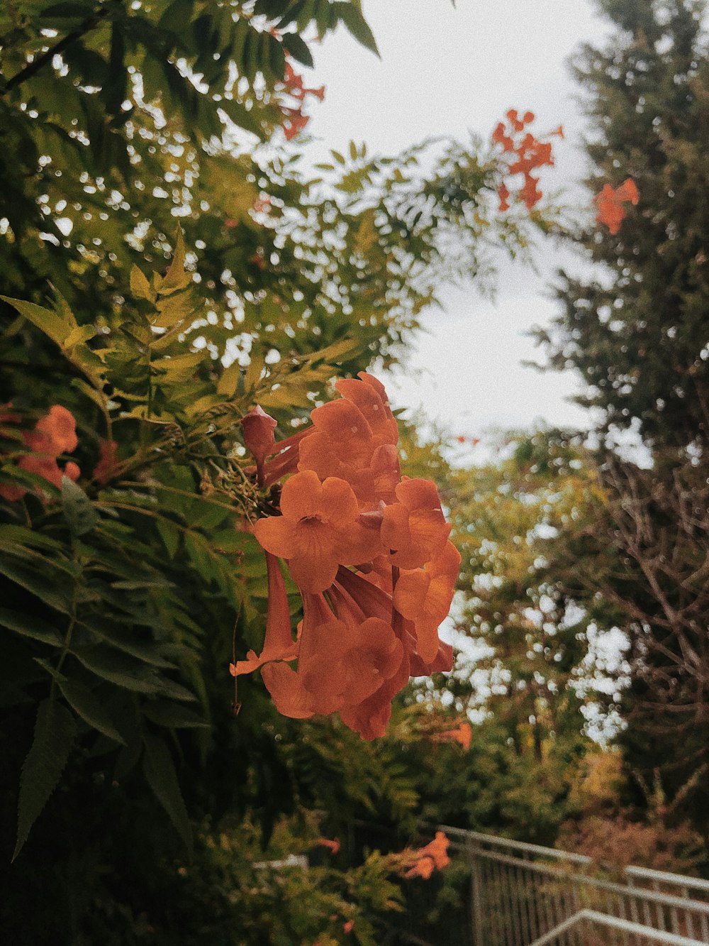 orange flower in tilt shift lens