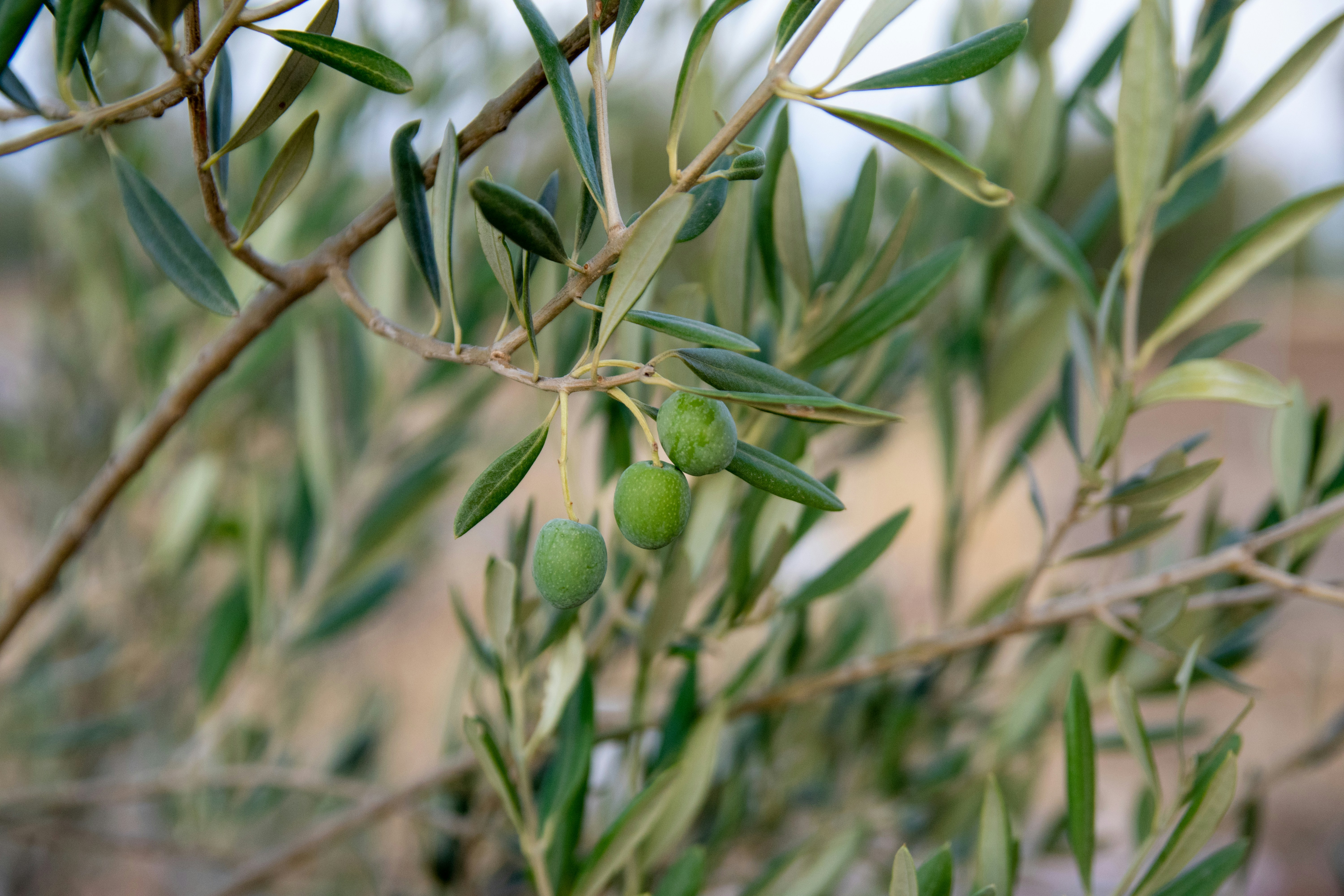 Olives fraîches sur branche avec feuilles vertes, lumière naturelle méditerranéenne