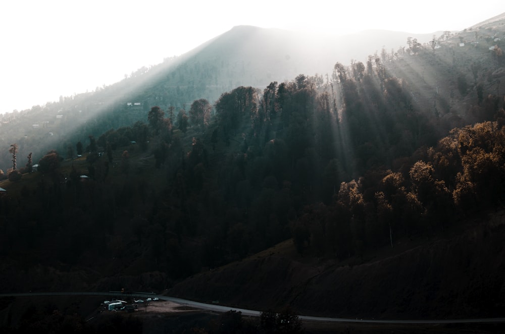 alberi verdi vicino alla montagna durante il giorno