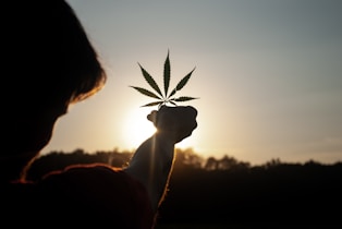 person holding white flower during sunset