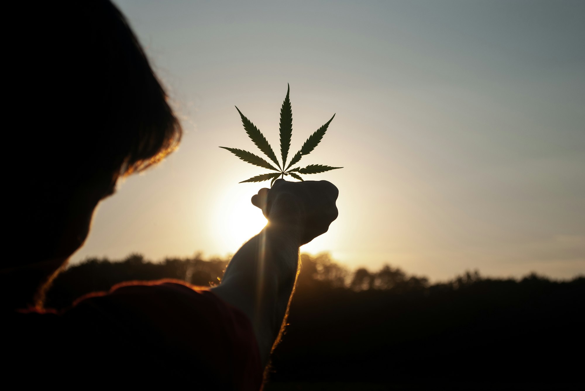 A person holding a cannabis leaf in the midst of a breathtaking sunset.