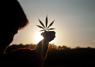 person holding white flower during sunset