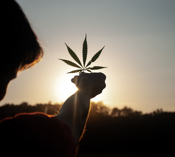 person holding white flower during sunset