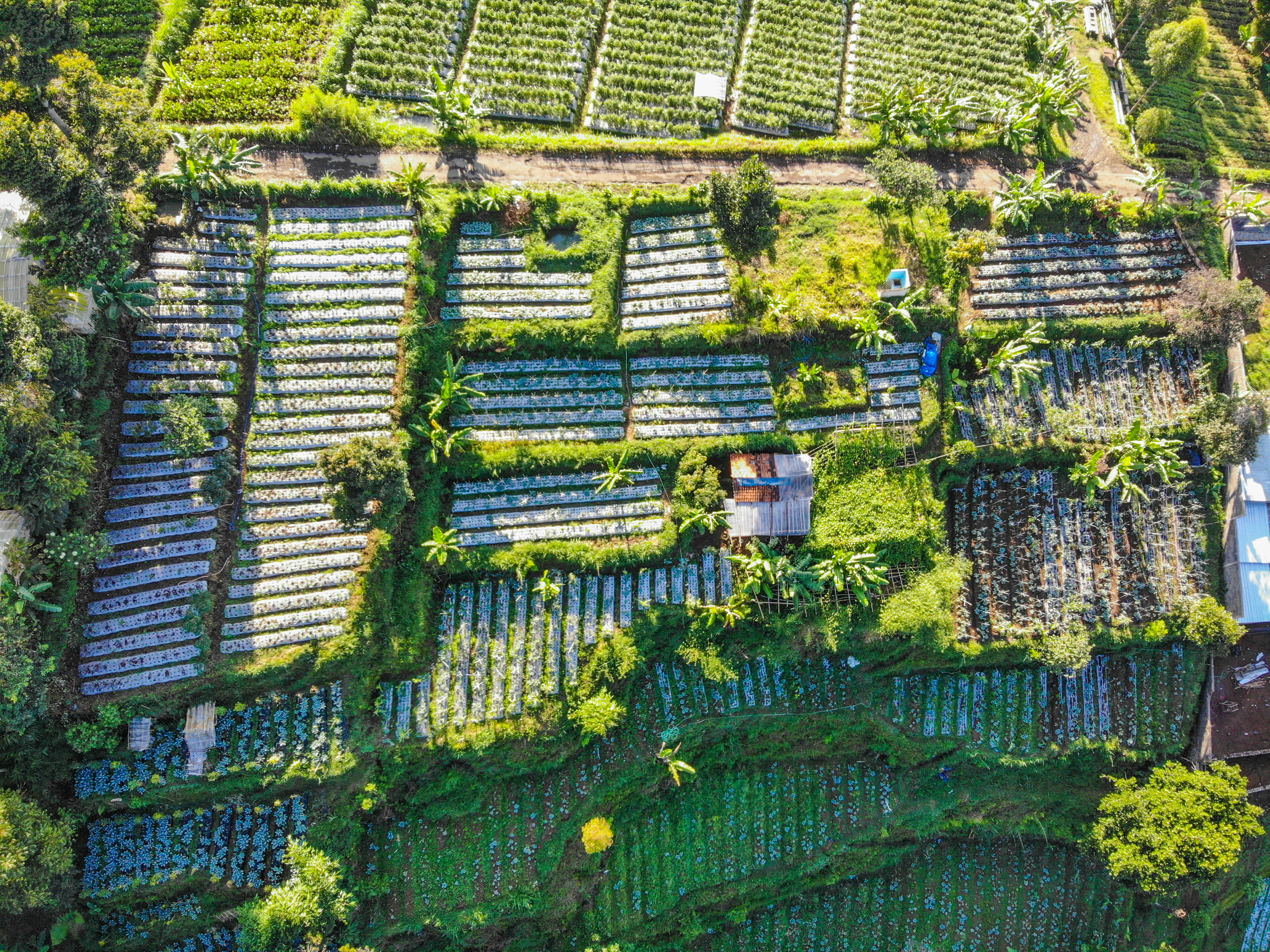 aerial view of green trees and grass field