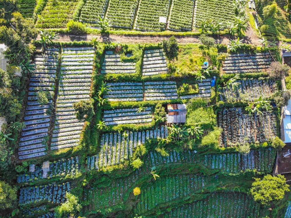 aerial view of green trees and grass field