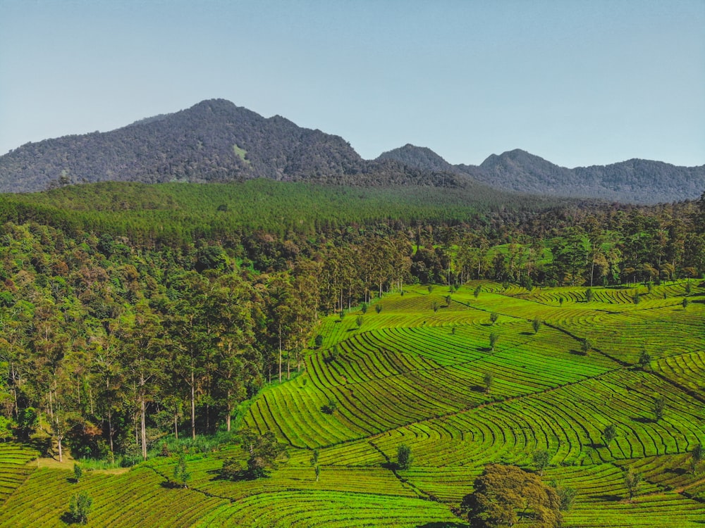 green grass field near mountain during daytime