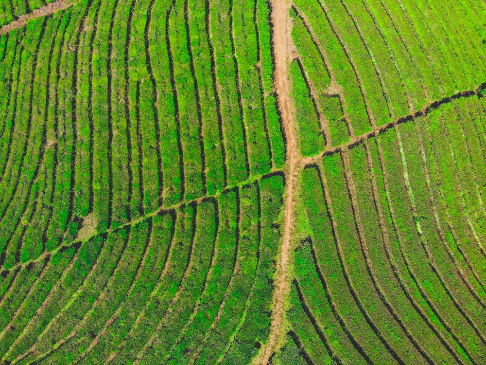 Planta de hoja verde y marrón