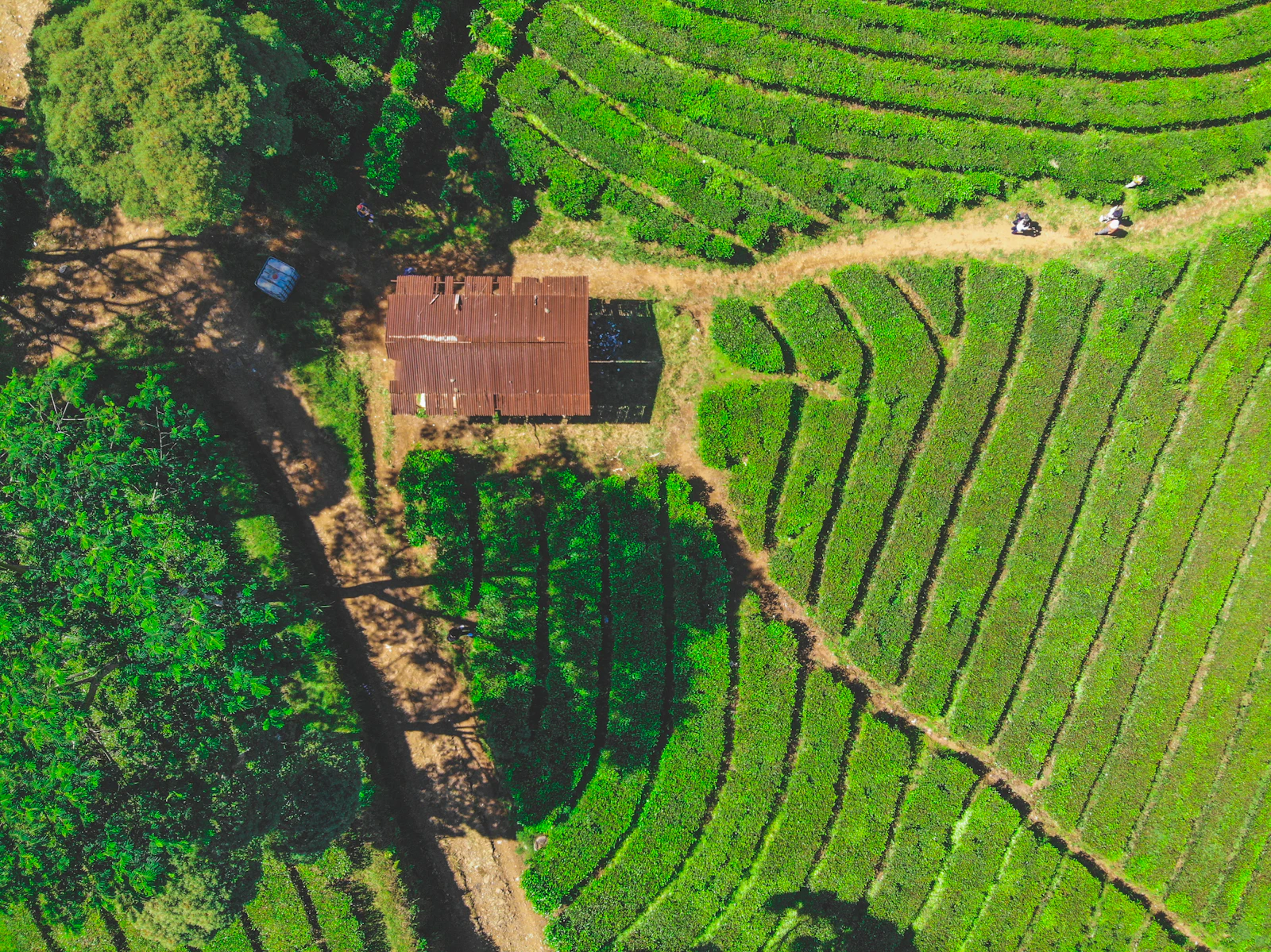 Pemandangan perbukitan hijau kebun teh dari ketinggian di Bandung utara