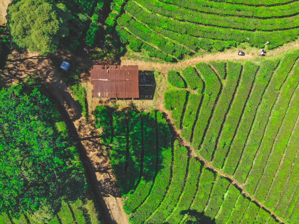 aerial view of green grass field