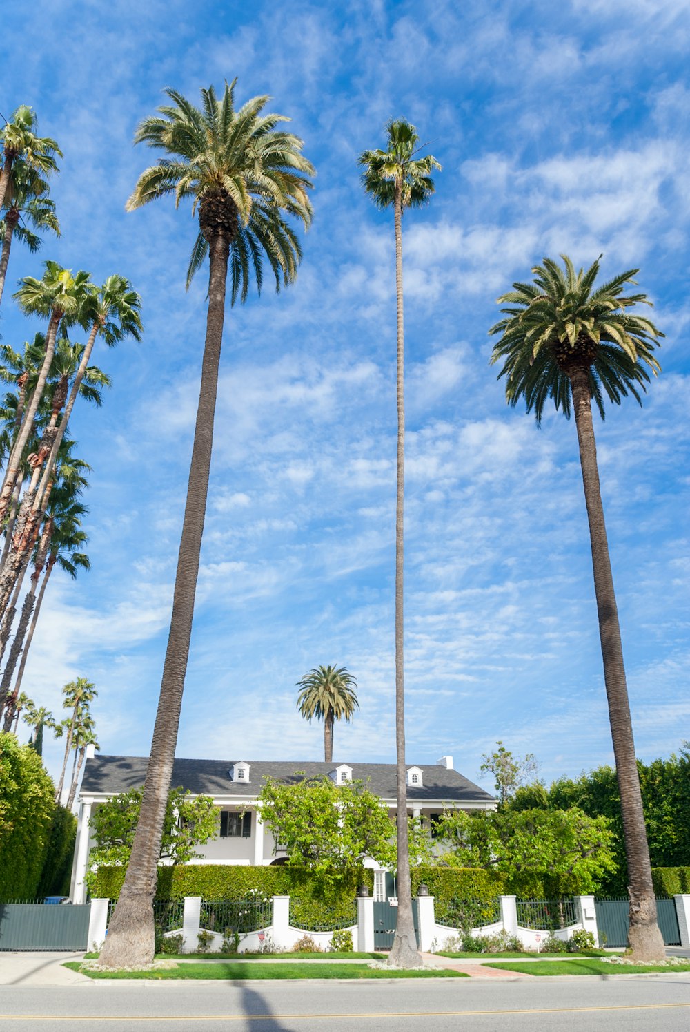 green palm tree near white concrete building during daytime