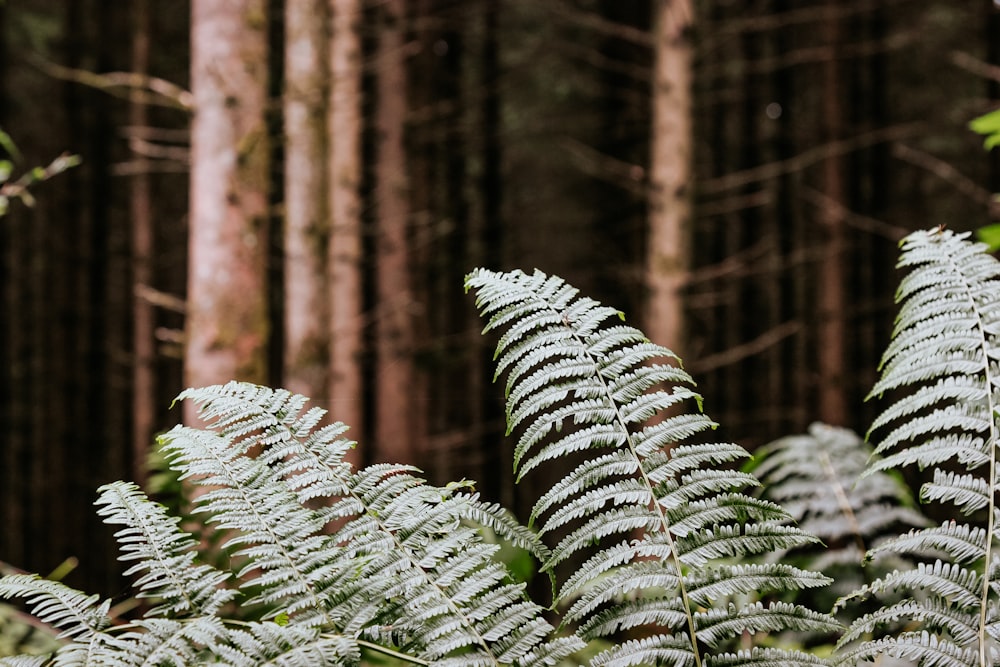 green fern plant in close up photography