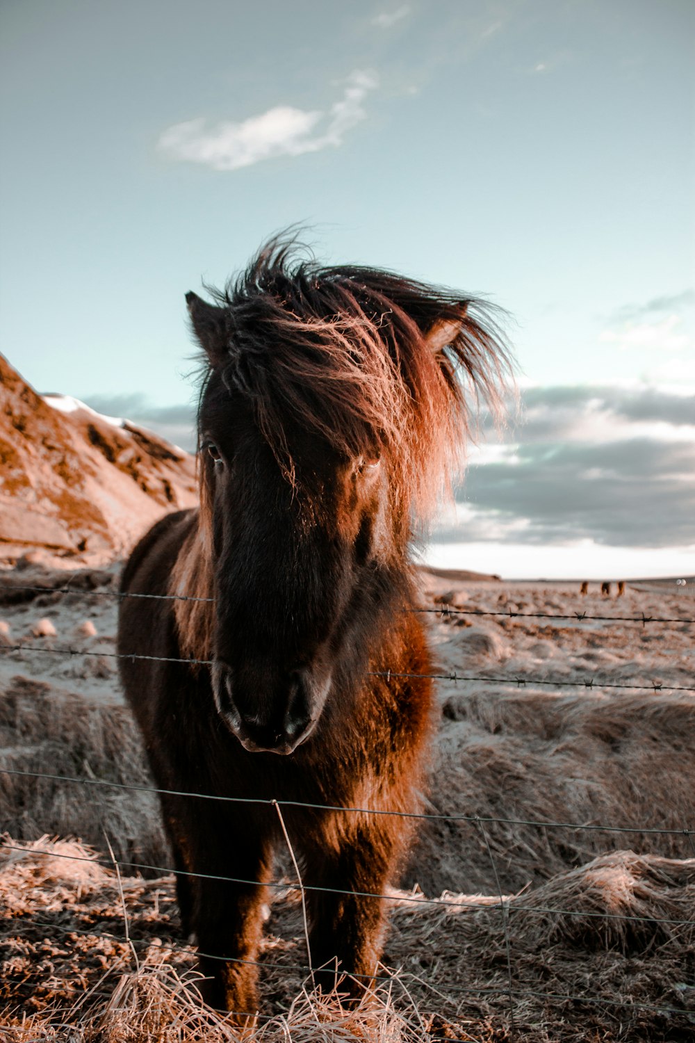 Braunes Pferd tagsüber auf grauem Sand