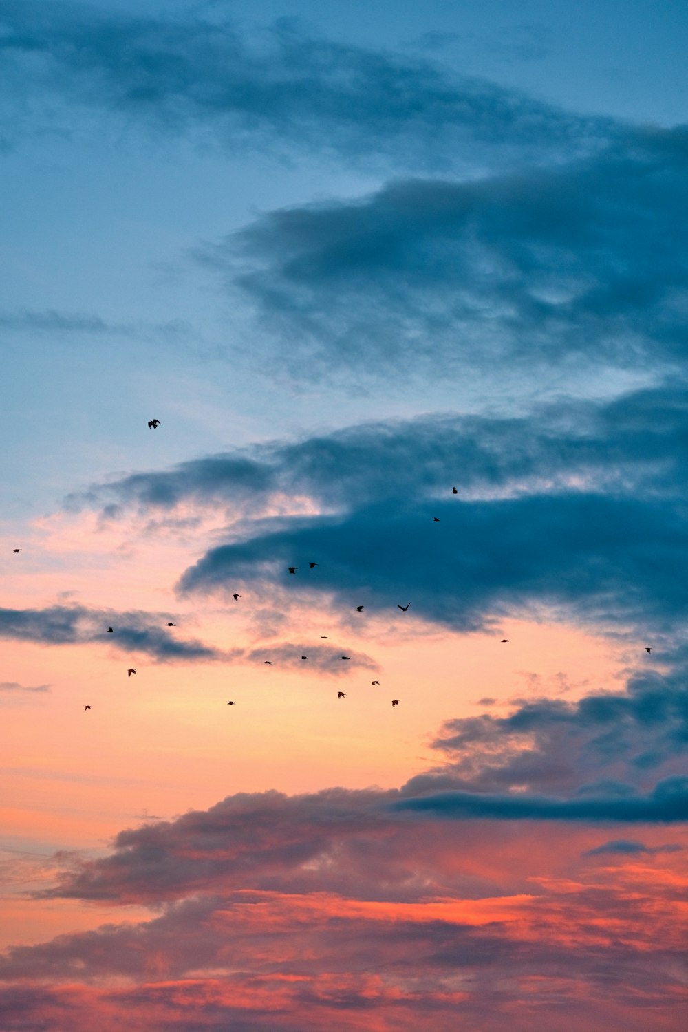 silhouette of birds flying under cloudy sky during sunset