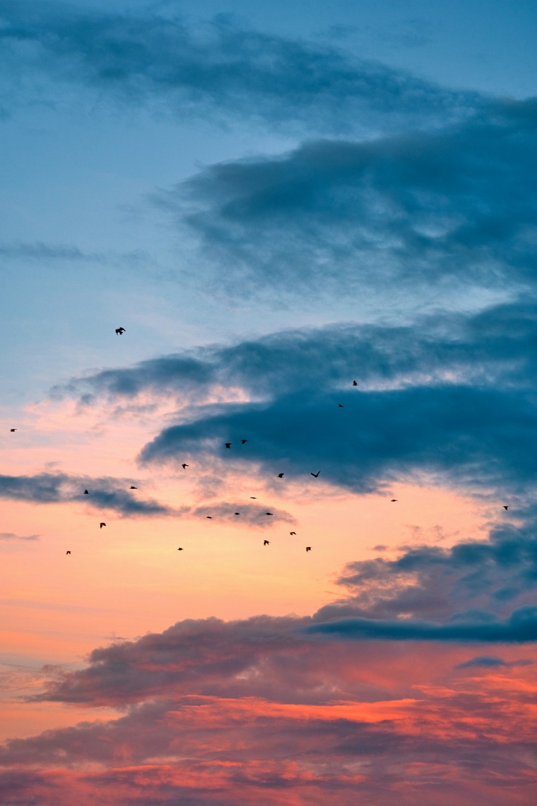 silhouette of birds flying under cloudy sky during sunset