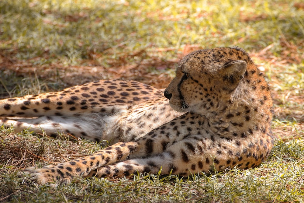 cheetah on brown grass field during daytime