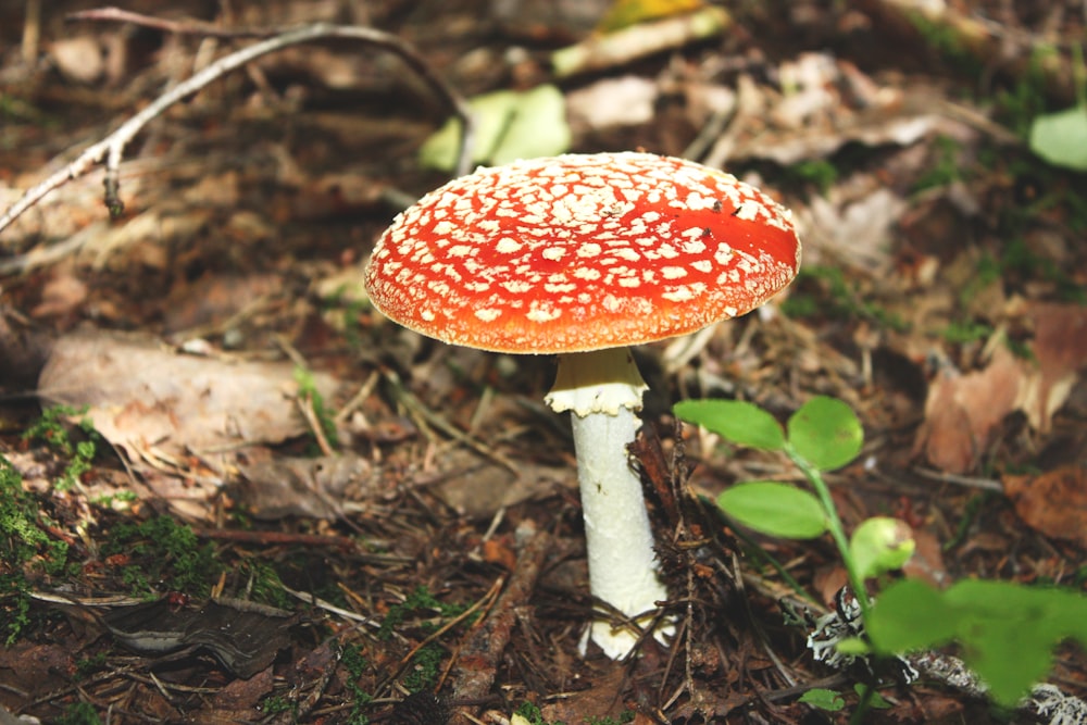 red and white mushroom in the middle of the woods