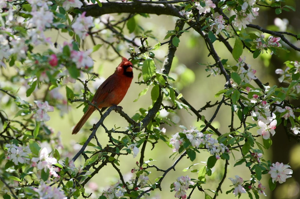 red cardinal perched on tree branch during daytime