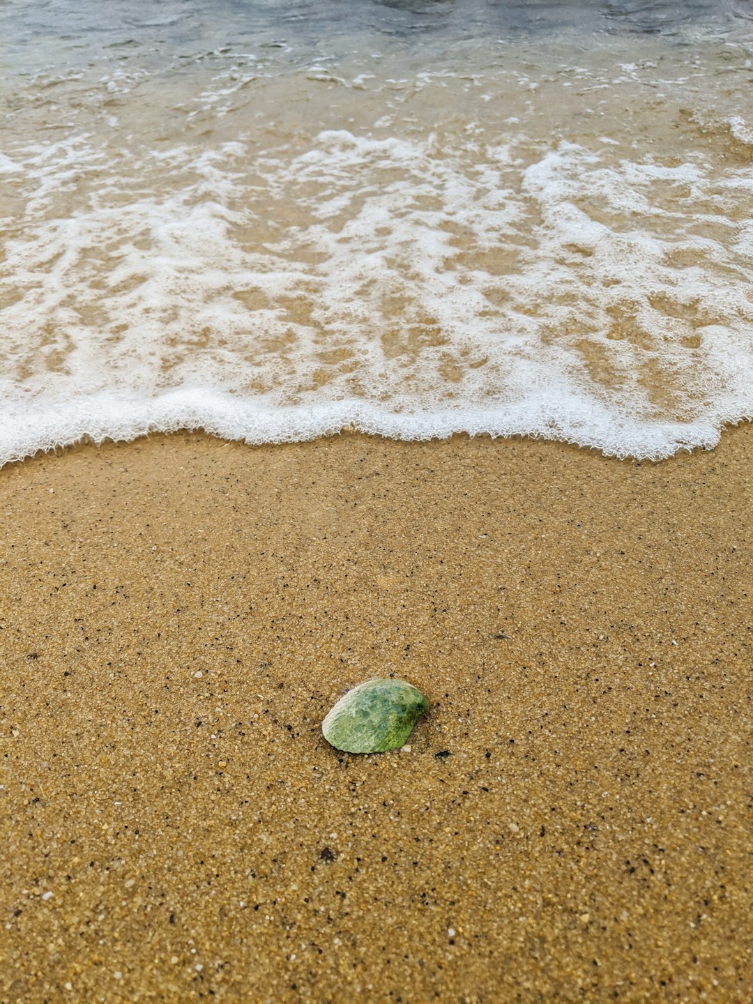green sea shell on brown sand beach