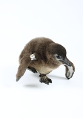 A fluffy young penguin with soft brown feathers and small, partially developed wings. The penguin has a tag around its flipper with numbers visible, standing against a plain white background.