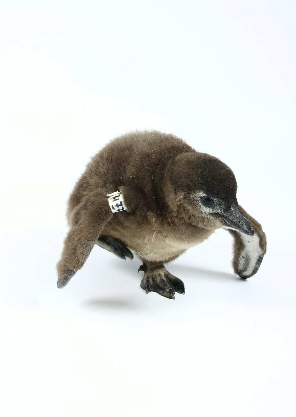 brown and black duck on white snow