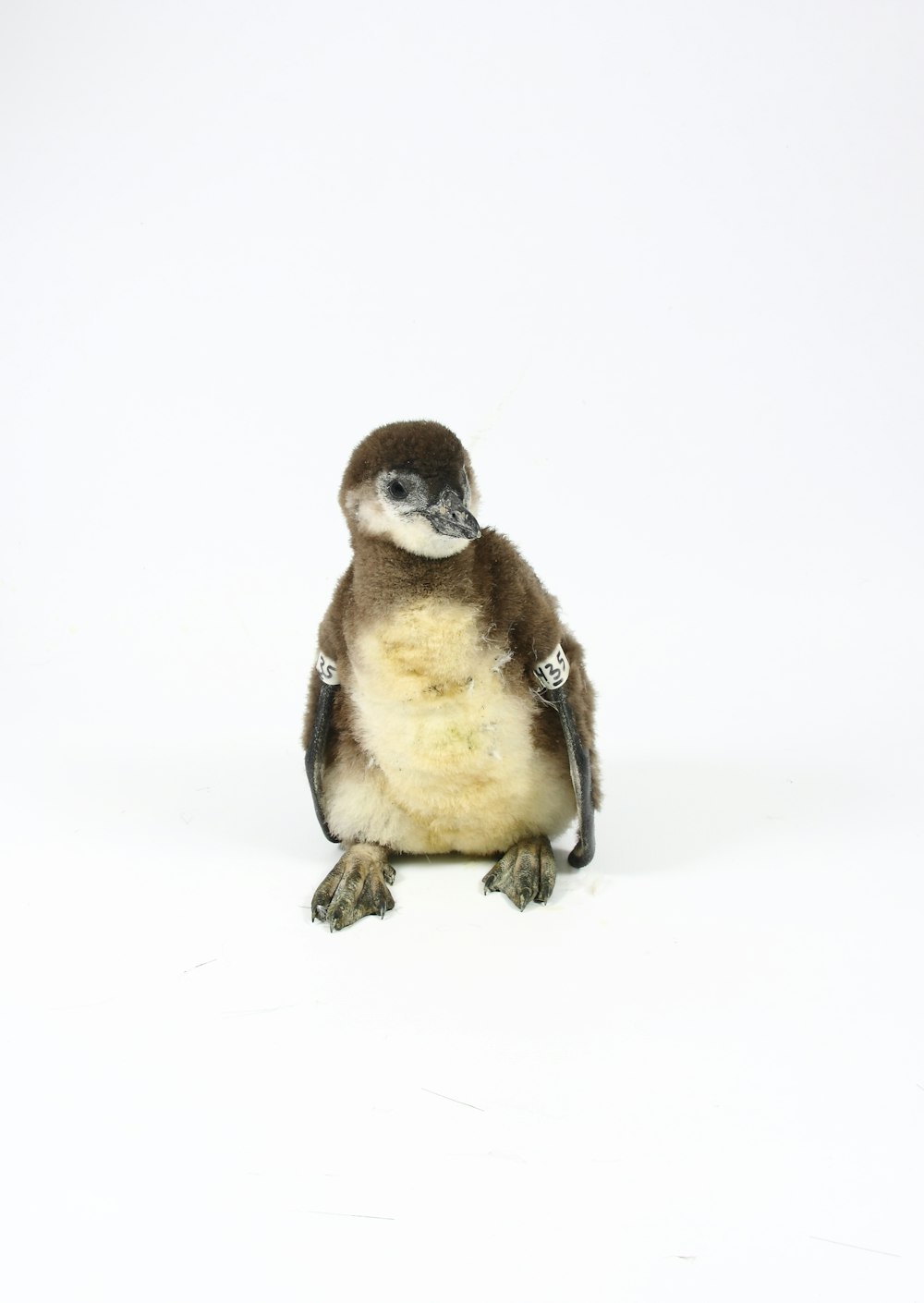 brown and white penguin on white background