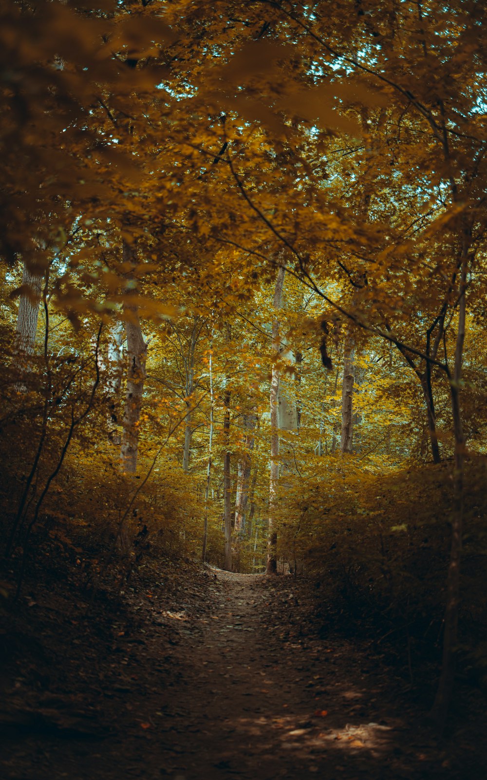 brown and green trees during daytime