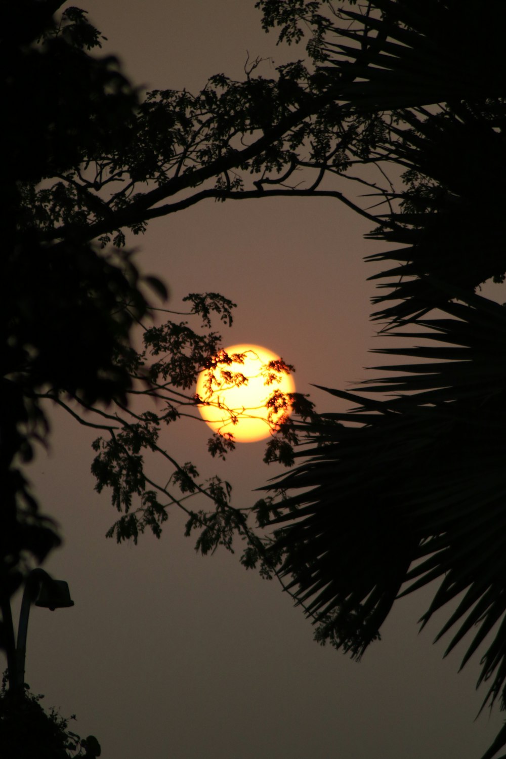 silhouette of tree with yellow light during night time