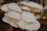 Close-up of fresh oyster mushrooms growing on a fiber coconut substrate.