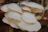 Close-up of fresh oyster mushrooms growing on a fiber coconut substrate.