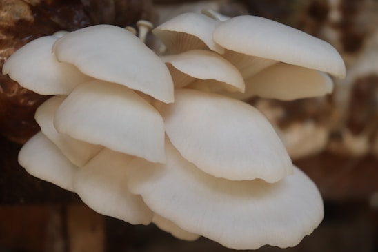 A cluster of oyster mushrooms with smooth, creamy white caps and delicate gills. They are growing from a natural substrate with a soft focus background.