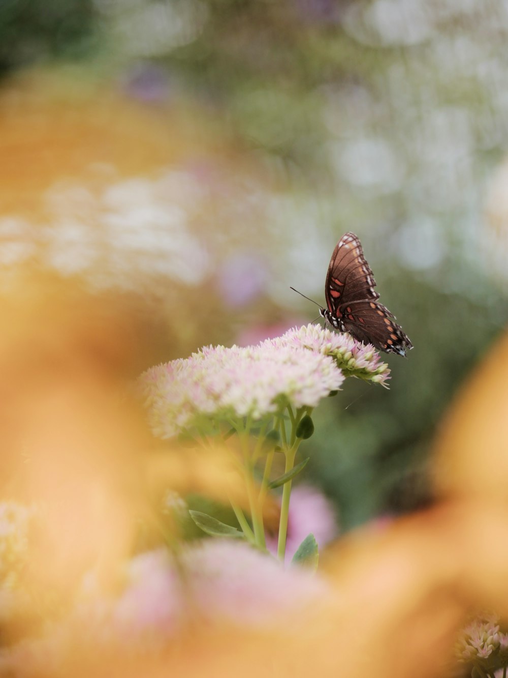 borboleta marrom empoleirada na flor branca em fotografia de perto durante o dia