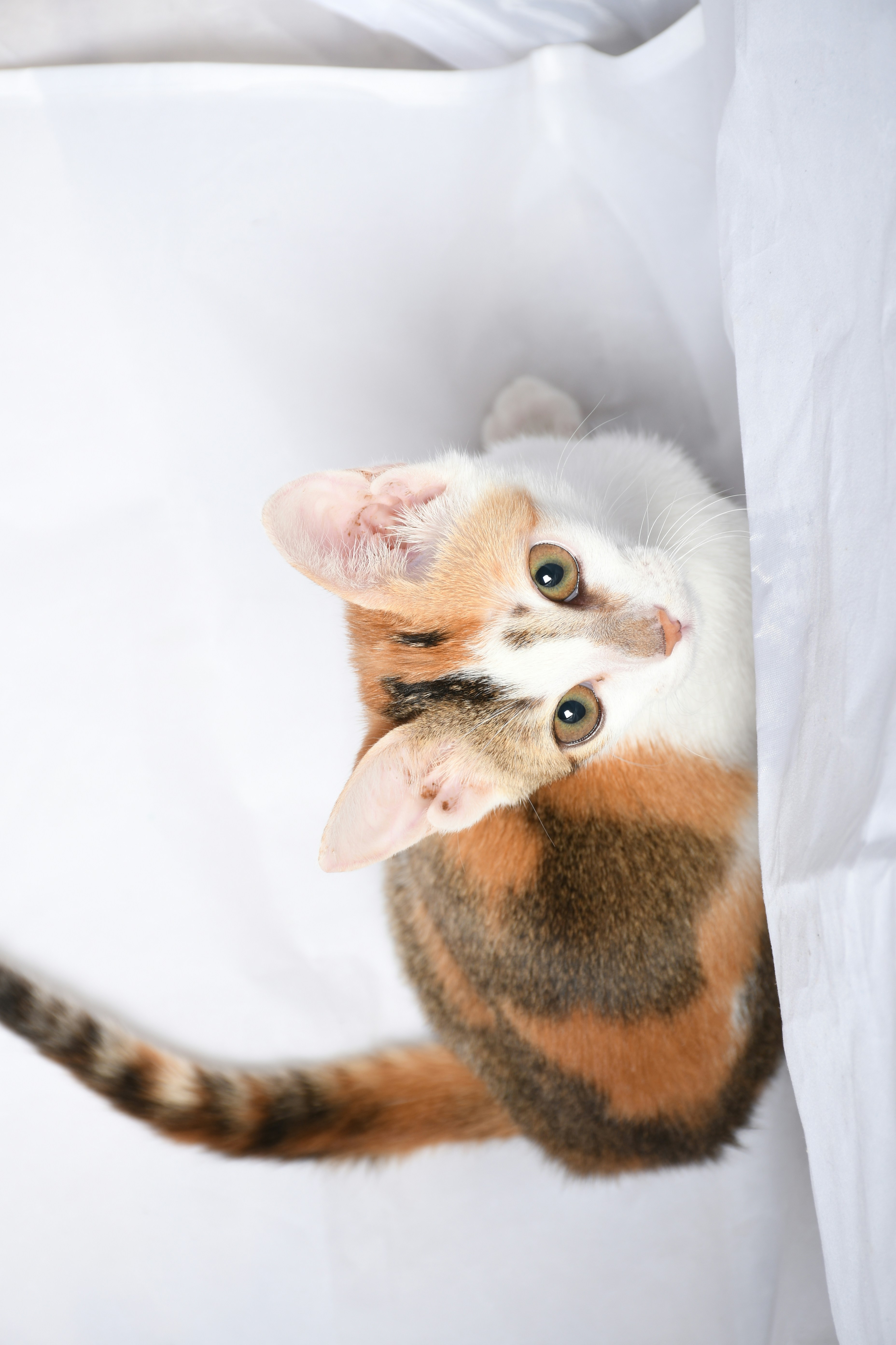 12. Purr Power: Comfort or Calling? (image credits: unsplash)