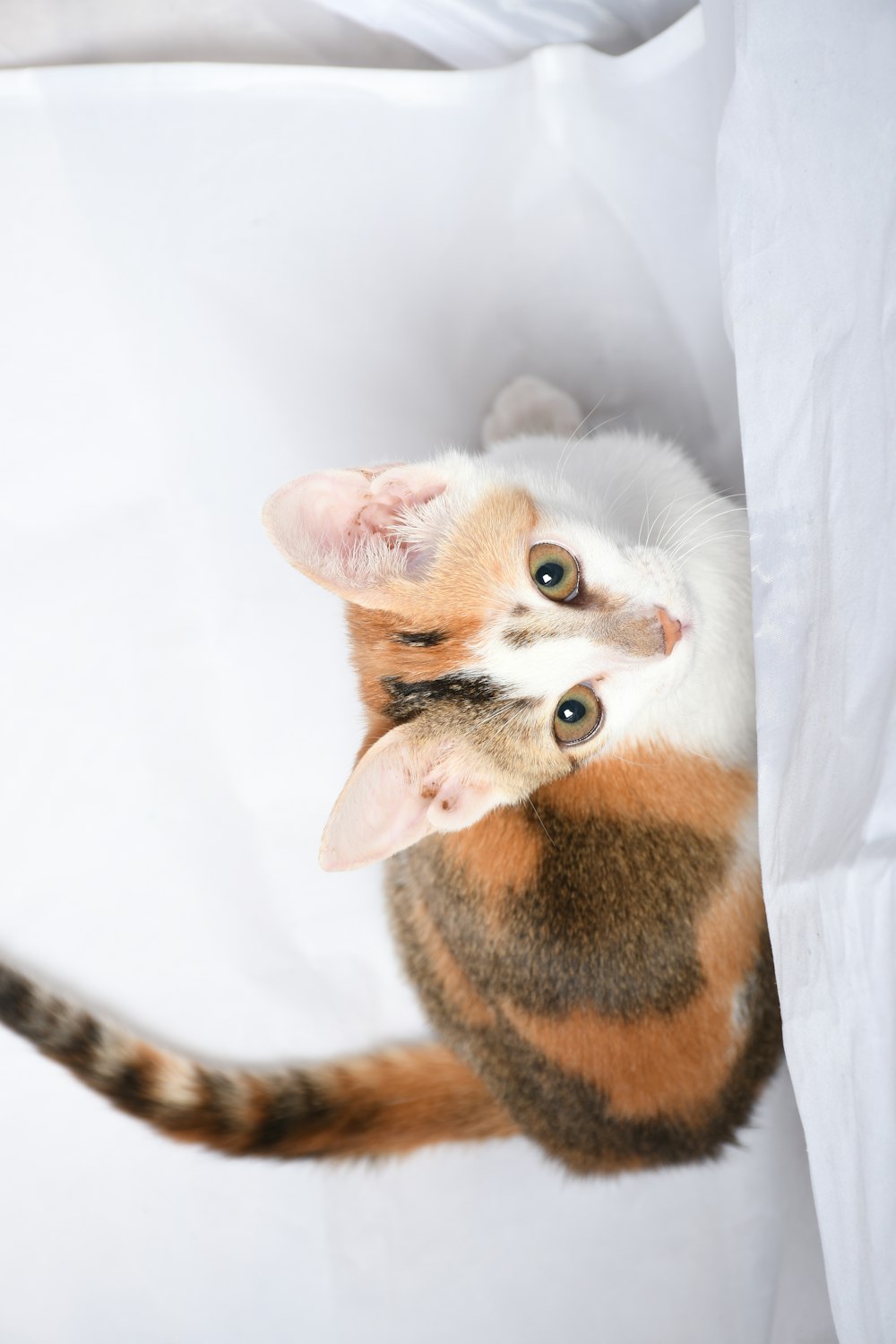 brown and black cat on white textile