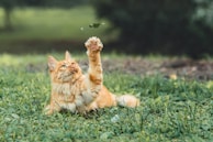A happy cat playing with a feather wand in a garden.