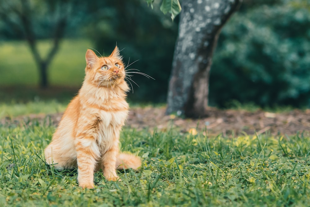 orangefarbene Tabby-Katze tagsüber auf grünem Rasen