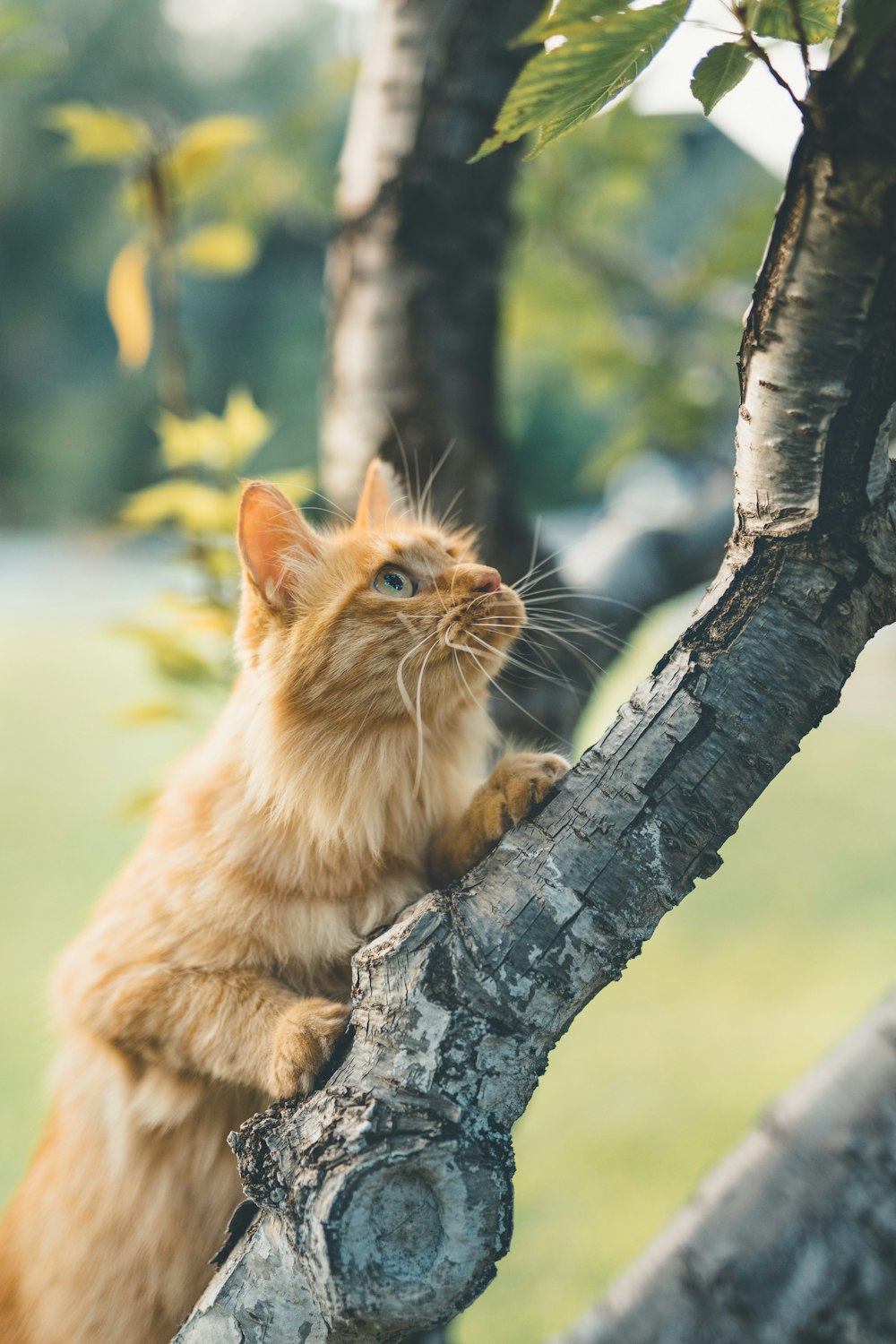 orange tabby cat on tree trunk