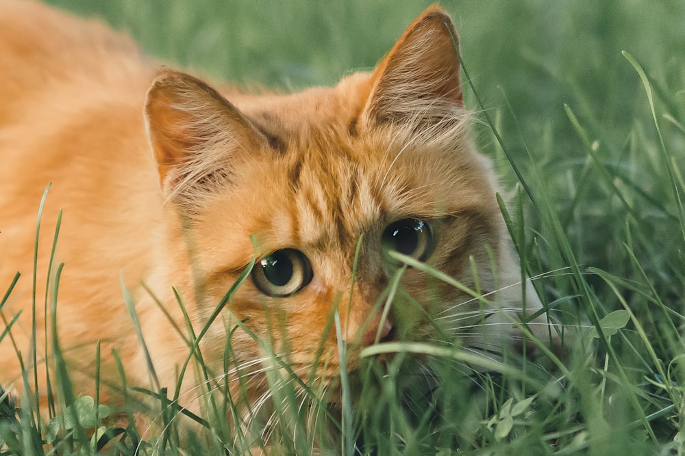 orange tabby cat on green grass during daytime