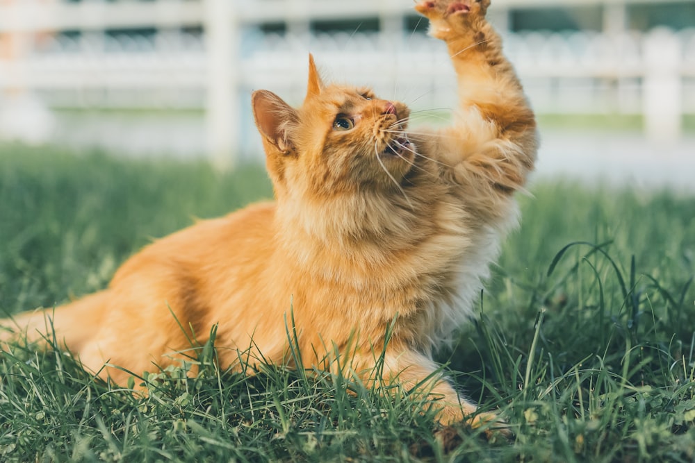 orange tabby cat on green grass during daytime