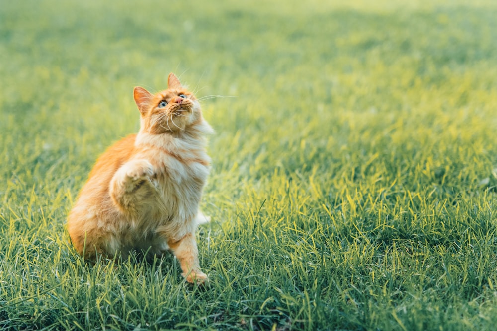 orangefarbene Tabby-Katze tagsüber auf grünem Rasen