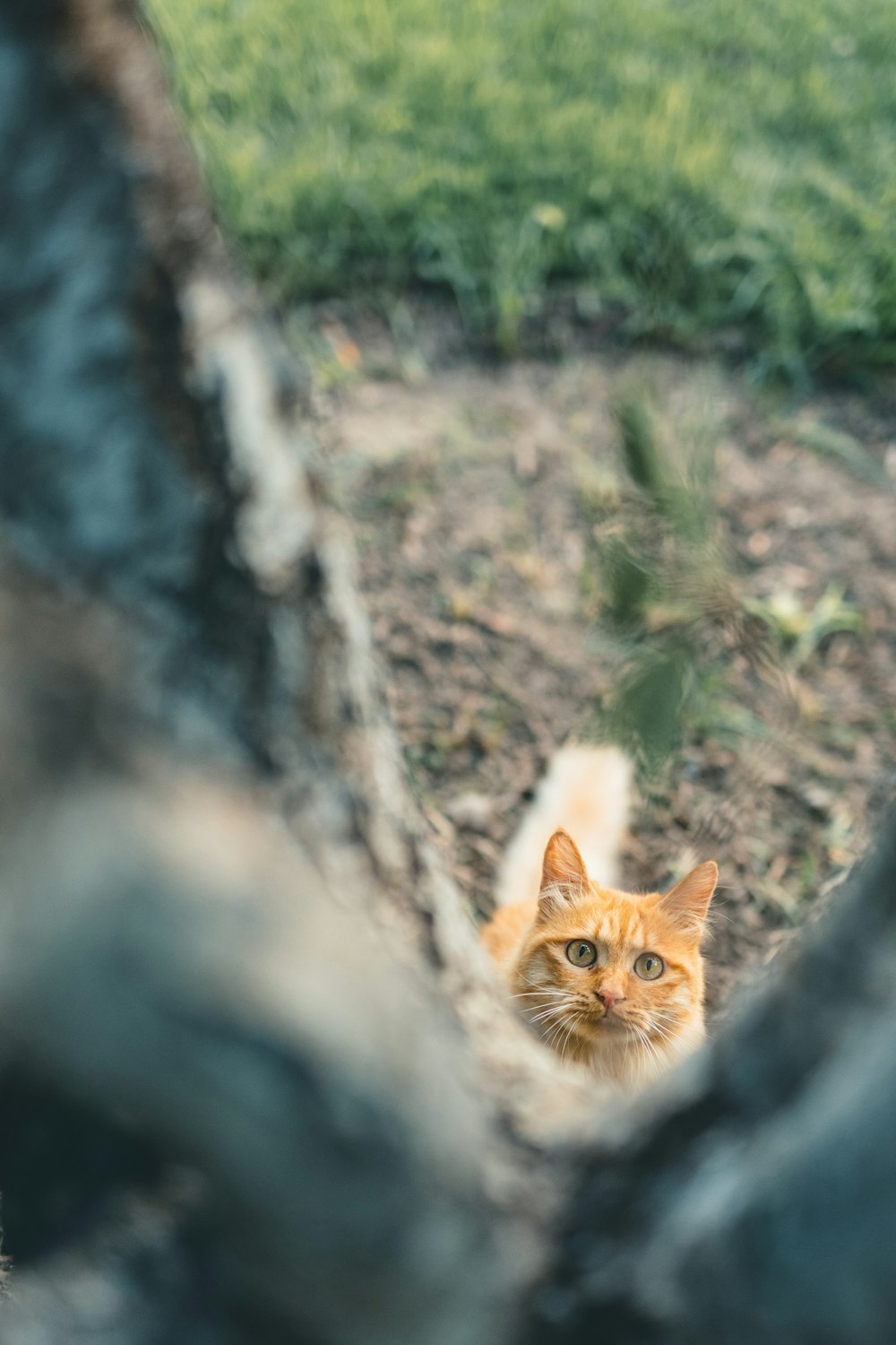 orange tabby cat on gray rock