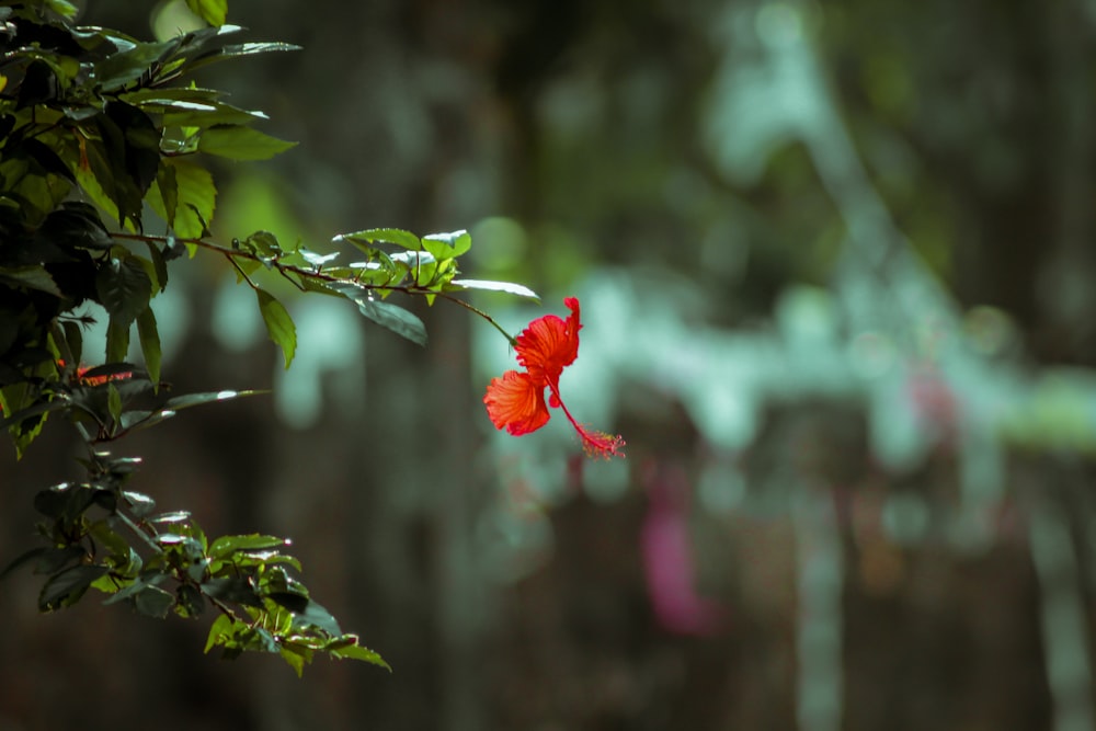 red flower in tilt shift lens