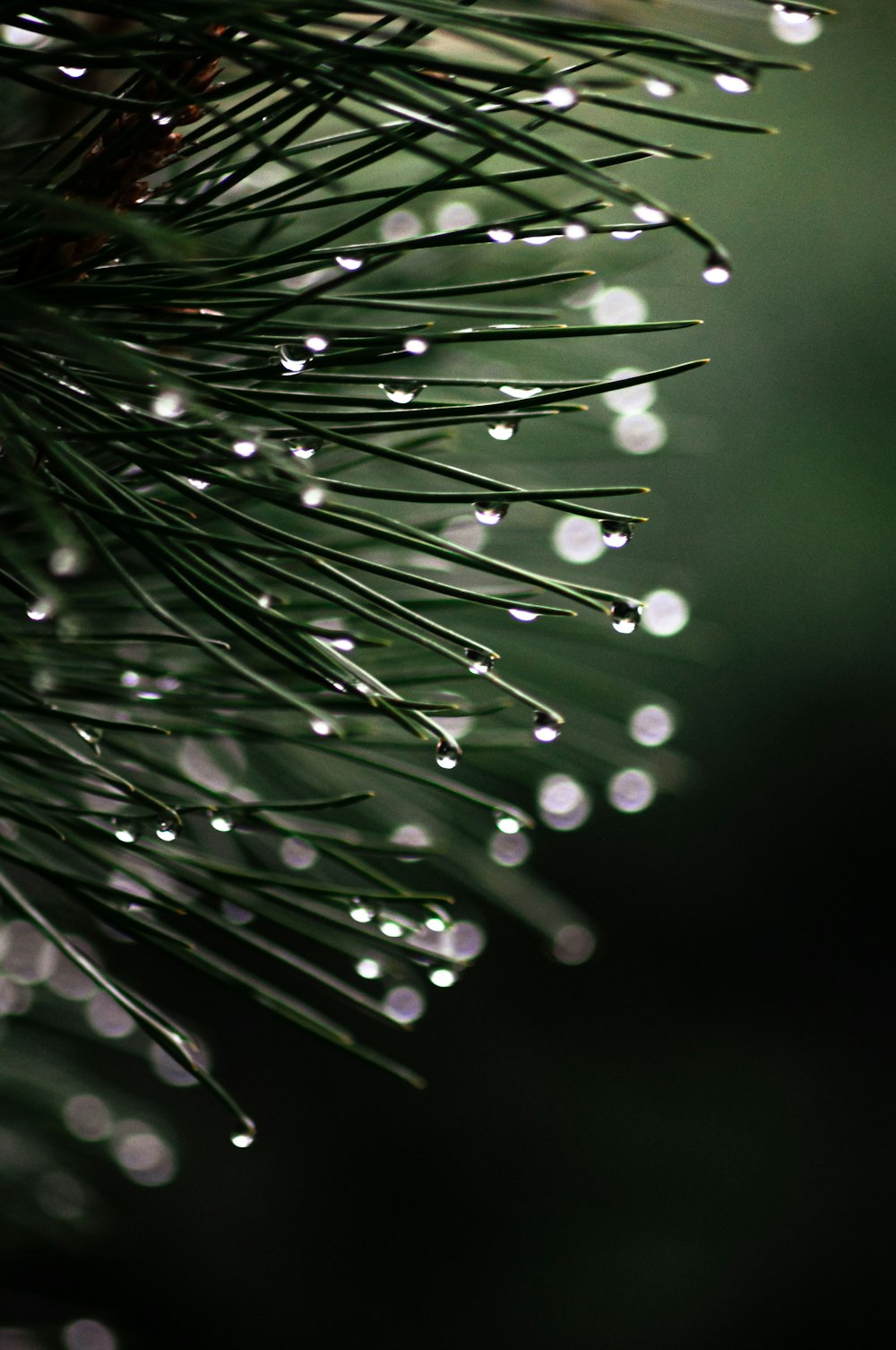 water droplets on green plant