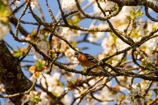 brown and black bird on tree branch during daytime in Saint-Ange-le-Viel France